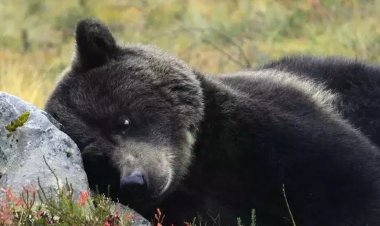 Дичь заражена трихинеллезом
