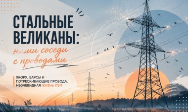 Стальные великаны: наши соседи с проводами