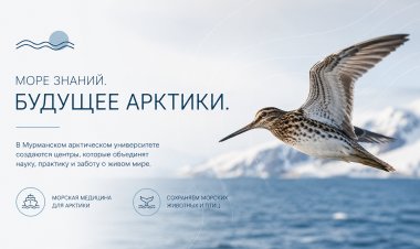 На базе Мурманского арктического университета создадут Учебный центр морской медицины и Центр морских млекопитающих и птиц