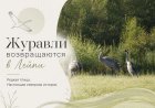 В Ковдорском округе заметили серых журавлей — редких птиц из Красной книги
