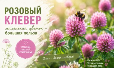 Цветет клевер — лето в Заполярье в самом разгаре