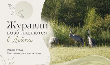 В Ковдорском округе заметили серых журавлей — редких птиц из Красной книги