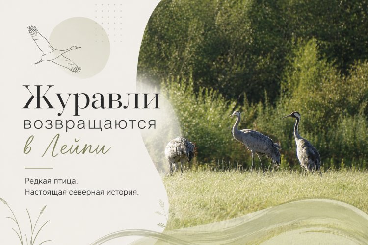 В Ковдорском округе заметили серых журавлей — редких птиц из Красной книги