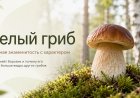Белый гриб: царь, инфраструктурный проект или просто вкусный ужин? Разбираемся в фактах и мифах
