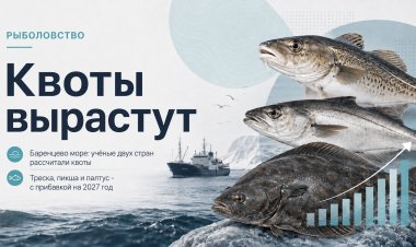 Квоты на треску, пикшу и палтус в 2027 году вырастут