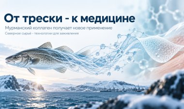 От трески к медицине: новое применение мурманского коллагена